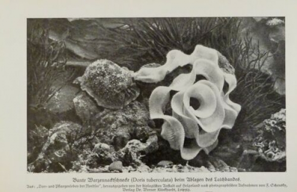 1926 - Bunte Warzennacktschnecke / Pterotrachea - alter Druck